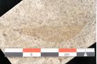 Foto (Detailansicht) von Cinnamomum lanceolatum Unger (NHMW-GEO-2024-0188-8131)